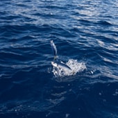 Fishing action shot